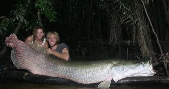 cá hải tượng, sông Amazon, Arapaima,