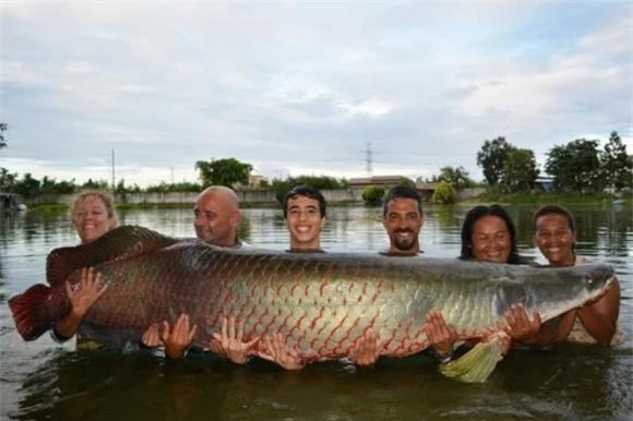 cá hải tượng, sông Amazon, Arapaima,