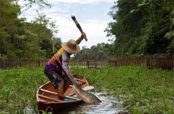 cá hải tượng, sông Amazon, Arapaima,