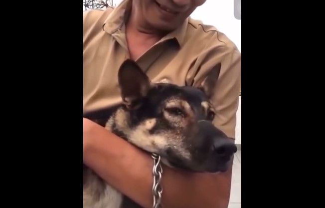 CLIP: Khoảnh khắc xúc động, chú chó òa khóc khi tìm lại chủ sau những ngày mưa bão