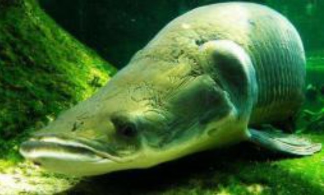 Loại cá được coi là 'Chúa tể sông Amazon', ăn cá sấu và cá piranha hung bạo đến mức nào?