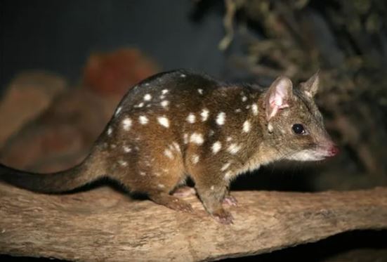 ‘Quái vật’ ngỡ tuyệt chủng 100 năm bỗng 'hồi sinh' kỳ lạ, vẻ ngoài khiến ai nhìn cũng điếng người