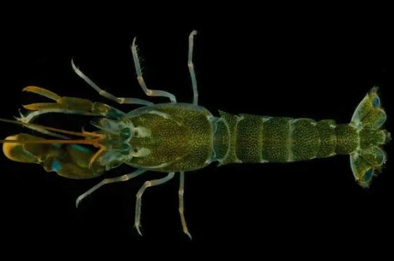 Bí ẩn loài động vật duy nhất sở hữu ‘súng’, ồn ào số 1 thế giới, động cơ phản lực còn 'xin thua'