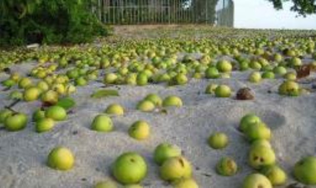 Đây là cây nguy hiểm nhất thế giới, con người không thể chạm vào, chặt hay đốt, ngay cả các chuyên gia cũng không thể làm gì được