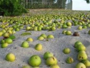 Đây là cây nguy hiểm nhất thế giới, con người không thể chạm vào, chặt hay đốt, ngay cả các chuyên gia cũng không thể làm gì được