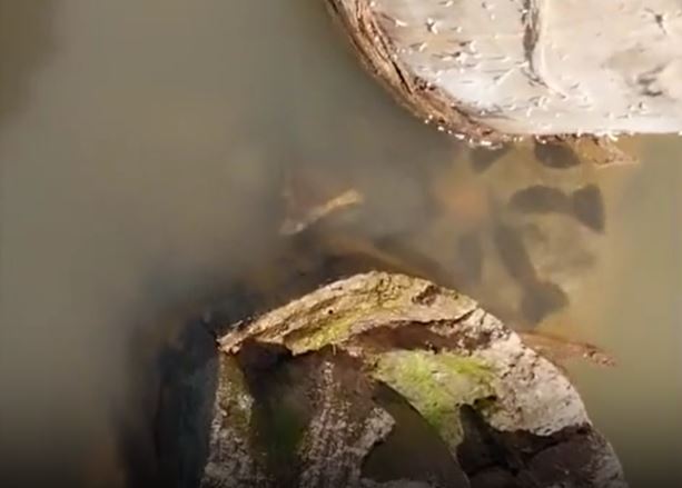 CLIP: 'Ớn lạnh' trước cảnh trăn anaconda 'khủng' bất ngờ lao lên mặt nước tấn công người
