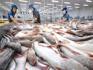 Mỹ giảm mức thuế chống bán phá giá cho 8 doanh nghiệp cá tra Việt Nam