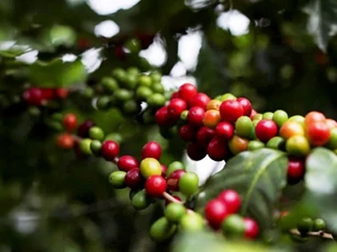 Giá nông sản ngày 21/9/2024: Cà phê lao dốc, hồ tiêu tăng giảm trái chiều