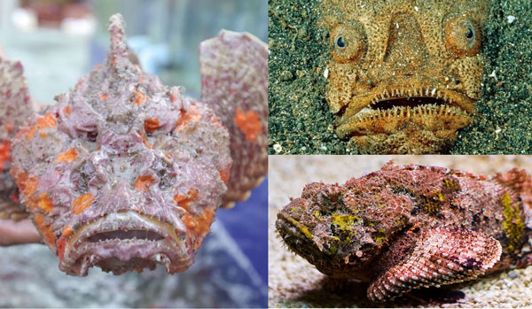 Loài vật có cách ‘ân ái’ rùng rợn nhất thế giới: Ngoại hình gây ám ảnh, là ‘chúa tể nọc độc'