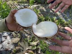 Cây dừa sáp cấy mô đầu tiên cho ra trái