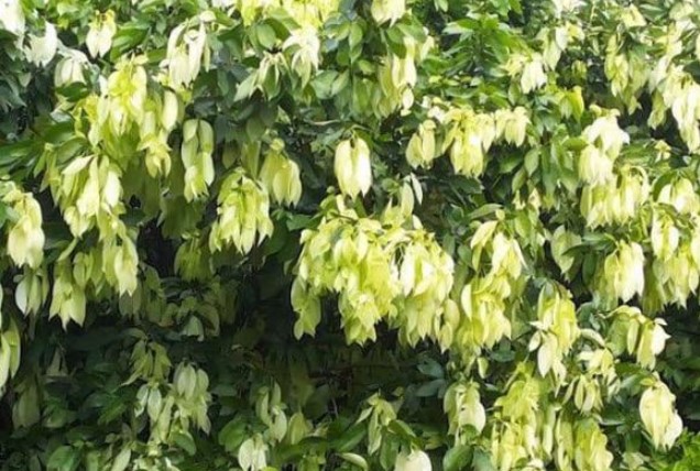 Đây là loại cây dại chỉ trồng hàng rào bỗng thành đặc sản, giá lên tới 90.000 đồng/kg vừa bổ vừa chữa bệnh