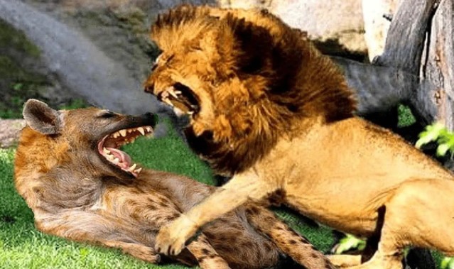 Tại sao các động vật ăn thịt trong tự nhiên không thích ăn thịt lẫn nhau?