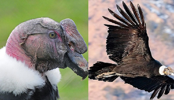 'Chúa tể bầu trời' Nam Mỹ có thể bay 160 km mà không cần đập cánh