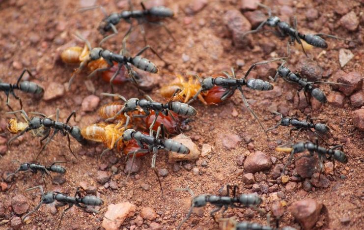 Chiến tranh với loài mối giúp kiến có được nền y tế tương đương con người sau Thế chiến I