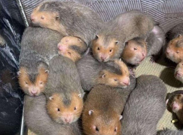 1 loại chuột “khổng lồ” trông gớm ghiếc được bán với giá 800.000 đồng/kg, có cặp bán trên 10 triệu, bao nhiêu cũng bán hết