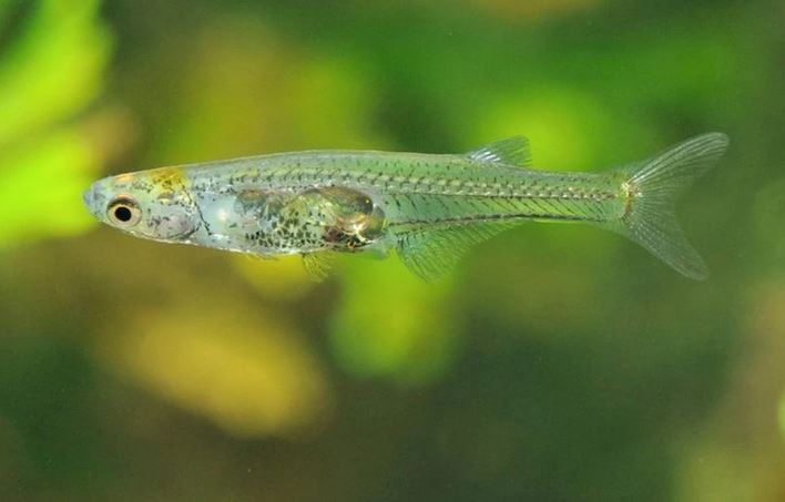 Khám phá loài cá siêu nhỏ nhưng ồn ào nhất thế giới động vật