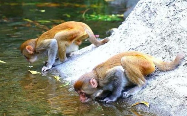 Tại sao con người cần lọc và đun sôi nước trên trái đất để uống nhưng các loài động vật khác lại có thể uống trực tiếp?