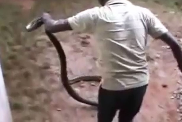 CLIP: Người đàn ông 'tay không' thu phục rắn hổ mang dài hơn 3 mét thật đáng kinh ngạc