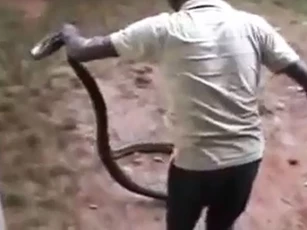 CLIP: Người đàn ông 'tay không' thu phục rắn hổ mang dài hơn 3 mét thật đáng kinh ngạc