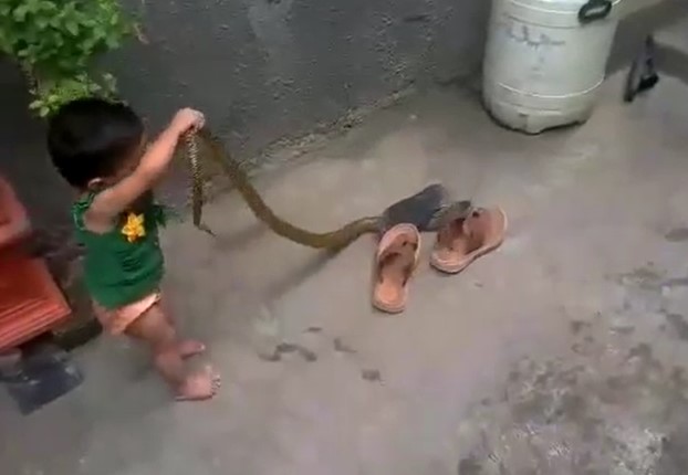 CLIP: Cảnh tượng rợn người, bé gái gần 2 tuổi tay không bắt rắn khiến người xem sởn gai ốc