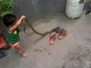 CLIP: Cảnh tượng rợn người, bé gái gần 2 tuổi tay không bắt rắn khiến người xem sởn gai ốc