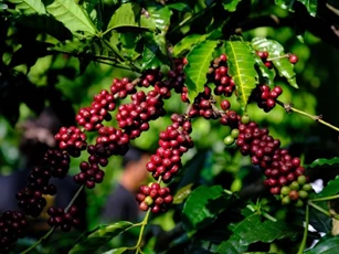 Giá nông sản ngày 23/9/2024: Hồ tiêu có thể vượt 160.000 đồng/kg