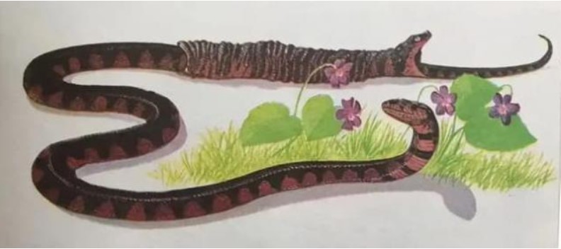 Tại sao tổ tiên của loài rắn lại mất đi đôi chân sau 26 lần nỗ lực tiến hóa? Sự thật kỳ lạ được tiết lộ!