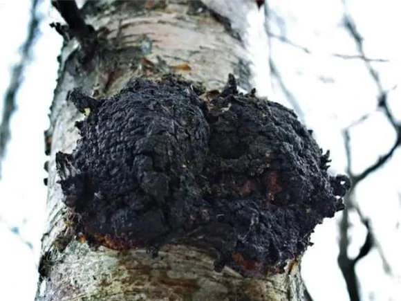 mật bạch dương, Inonotus obliquus, chaga