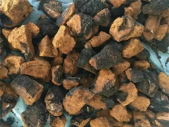 mật bạch dương, Inonotus obliquus, chaga