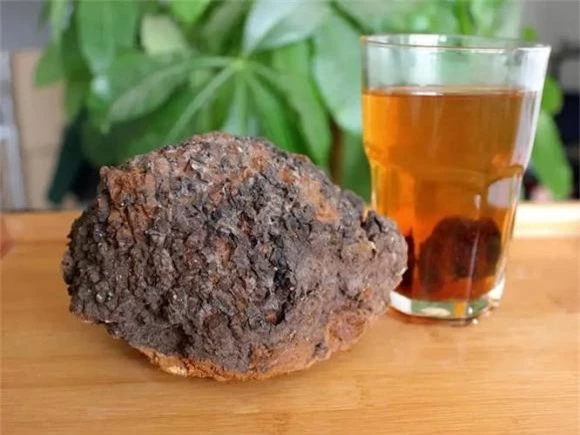 mật bạch dương, Inonotus obliquus, chaga