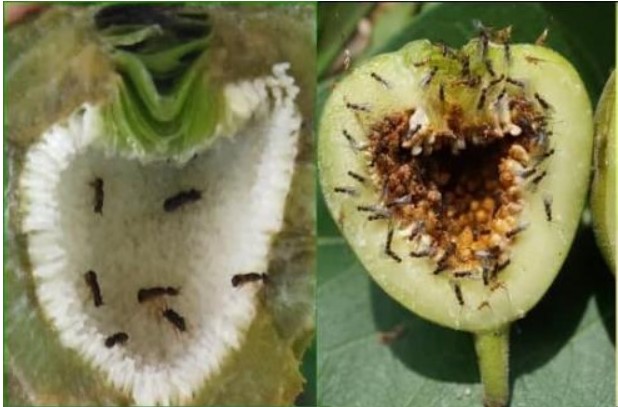 Côn trùng chui vào quả sung bằng cách nào? Sự thật ngoài trí tưởng tượng của bất kỳ ai