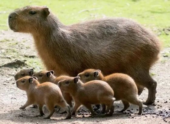 Loài động vật có phân ‘ngon’ nhất thế giới, nhiều loài khác phải xếp hàng để ăn, cá sấu làm ‘vệ sĩ’ bảo vệ