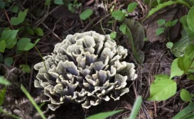 Nó giống như 1 cây 'xà lách héo khô' trồi lên từ lòng đất, là của hiếm chỉ dành cho giới nhà giàu, có giá hơn 2,6 triệu đồng/kg