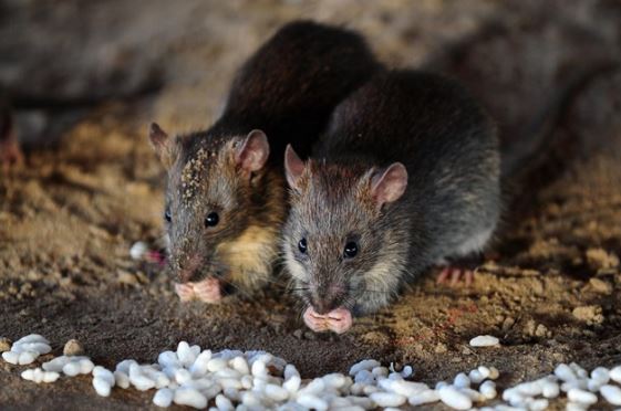 Loài động vật giao phối 14 giờ mỗi lần cho đến khi chết, sau đó con cái sẽ ăn xác con đực