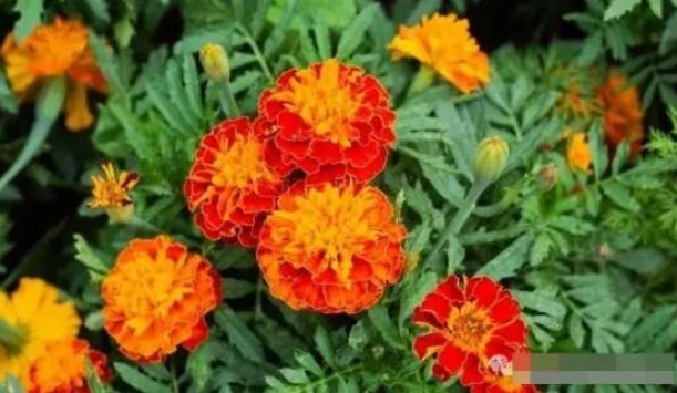 5 loại cây này có tác dụng đuổi rắn thần kỳ, nếu trồng trong nhà rắn sẽ không dám vào nhà bạn!