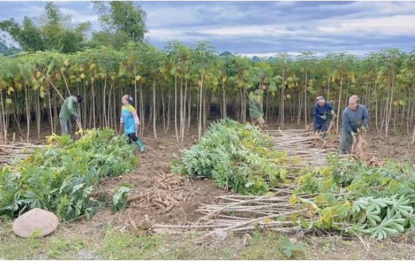 Ở Việt Nam trồng đầy một loại cây thường làm thức ăn cho lợn nhưng ra nước ngoài thành sản vật tỷ đô, Trung Quốc có bao nhiêu mua bấy nhiêu