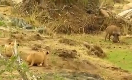 CLIP: Lợn bướu bị xé xác vì "dám" thách thức sư tử