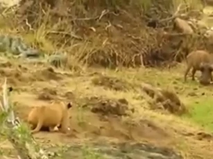 CLIP: Lợn bướu bị xé xác vì "dám" thách thức sư tử