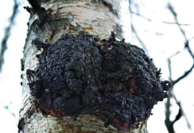 Nó được gọi là 'u cây ung thư' mọc sần sùi xấu xí, sống dựa vào việc hút bã cây để kiếm sống, nhưng nó lại là 'mỏ vàng' bán với giá gần 7 triệu đồng/kg