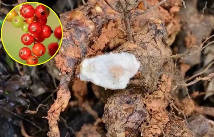 Loại cây ăn được cả quả lẫn rễ, được gọi là cây 'cứu đói' có giá hơn 300.000/kg, mọc hoang rất nhiều ở nước ta