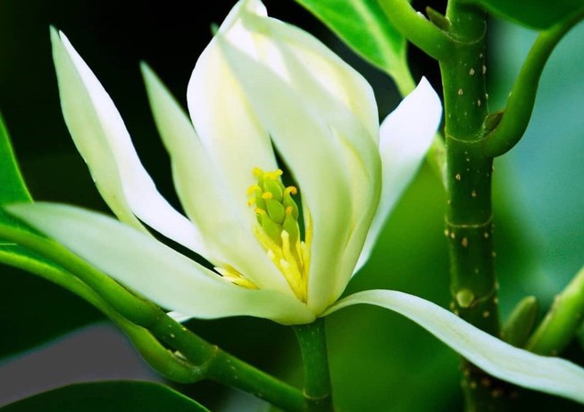 Nếu nhà có nhiều muỗi? Hãy trồng loại hoa này và đặt chúng trên bậu cửa sổ, tất cả muỗi sẽ biến mất