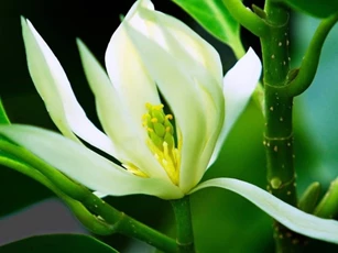 Nếu nhà có nhiều muỗi? Hãy trồng loại hoa này và đặt chúng trên bậu cửa sổ, tất cả muỗi sẽ biến mất