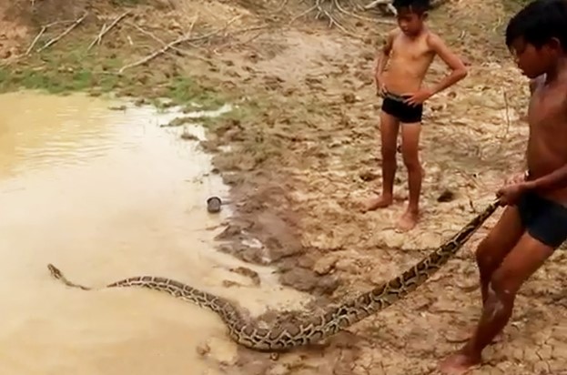 CLIP: 'Rợn người' trước cảnh hai cậu bé vô tư chơi đùa với trăn khổng lồ