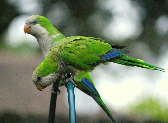 Lý giải nguyên nhân vẹt không biết hót nhưng lại giỏi bắt chước tiếng người