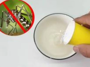Muỗi sợ nhất bát 'nước' này, nếu bạn đặt một bát ở nhà, muỗi sẽ bị tiêu diệt sạch sẽ