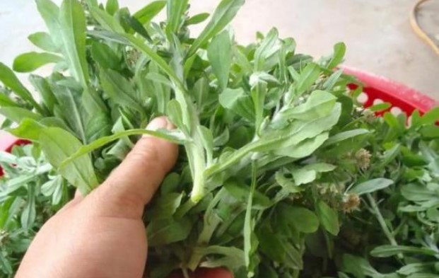 Có một loại rau dại xưa hay cho lợn ăn, nay thành đặc sản giá 500.000 đồng/kg