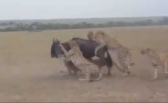 CLIP: Báo săn hợp sức hạ gục linh dương đầu bò trong tích tắc