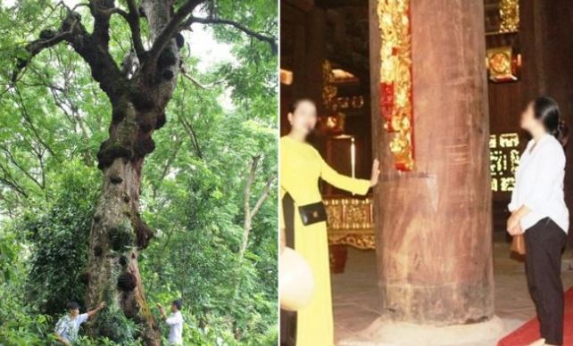 Bí ẩn 'cây lim hiến thân' 600 tuổi đứng cạnh long sàng của vua Lê: Loạt chi tiết trùng hợp đến khó tin!