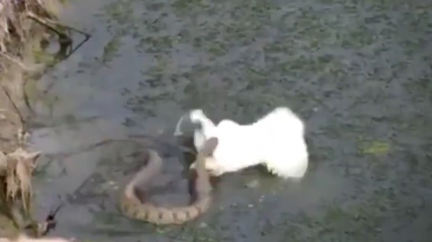 CLIP: Cuộc chiến sinh tử giữa rắn và cò trắng, kịch tính đến phút cuối cùng