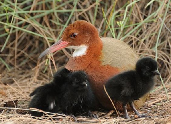 136.000 năm biến mất khỏi nhân loại, loài chim không biết bay bất ngờ hồi sinh đầy kì diệu